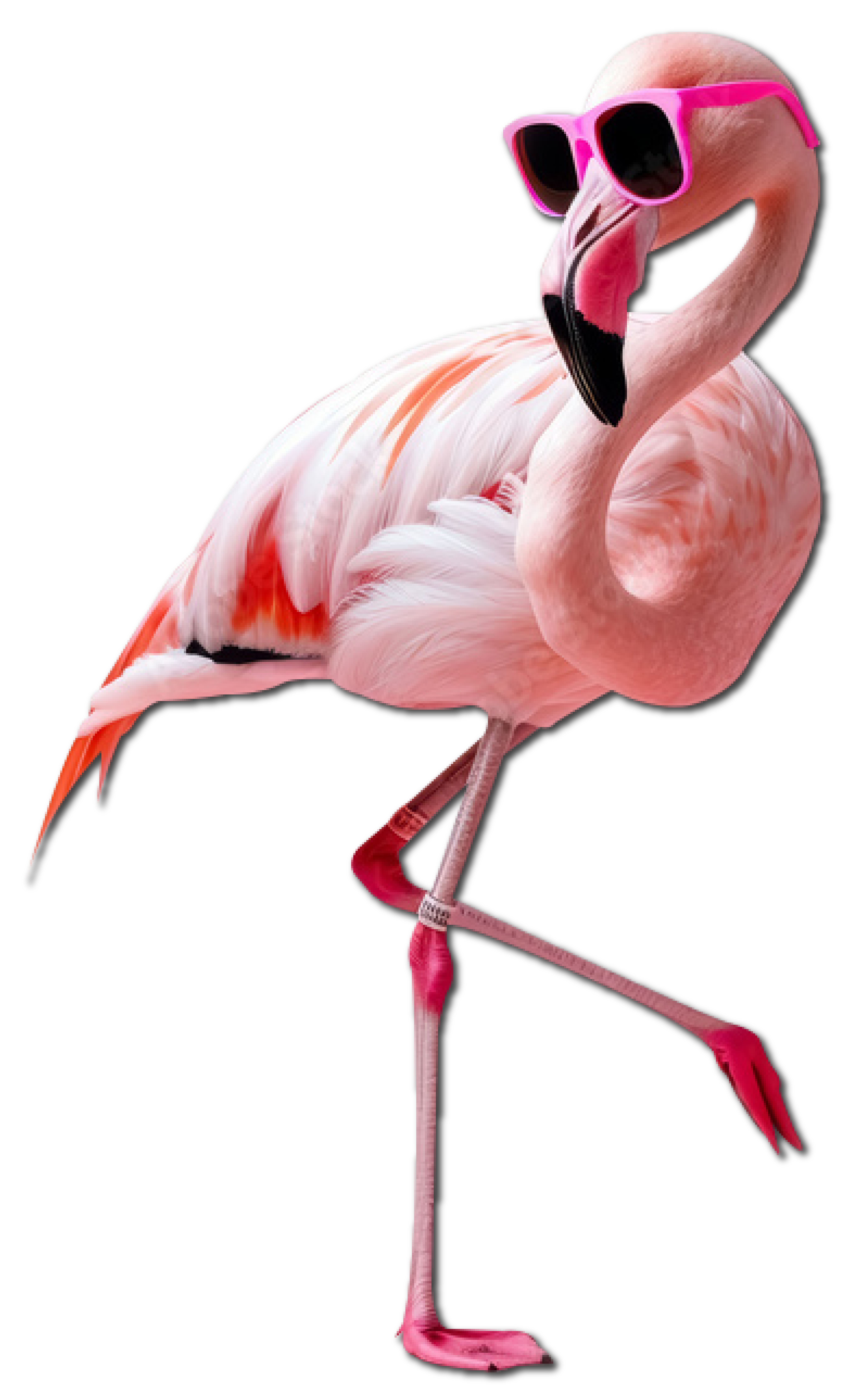 Taxkis Flamingo